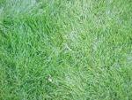 Райграс многолетний (Lolium perenne)